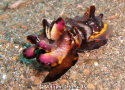 Flamboyant Cuttlefish by William Goers Jr 